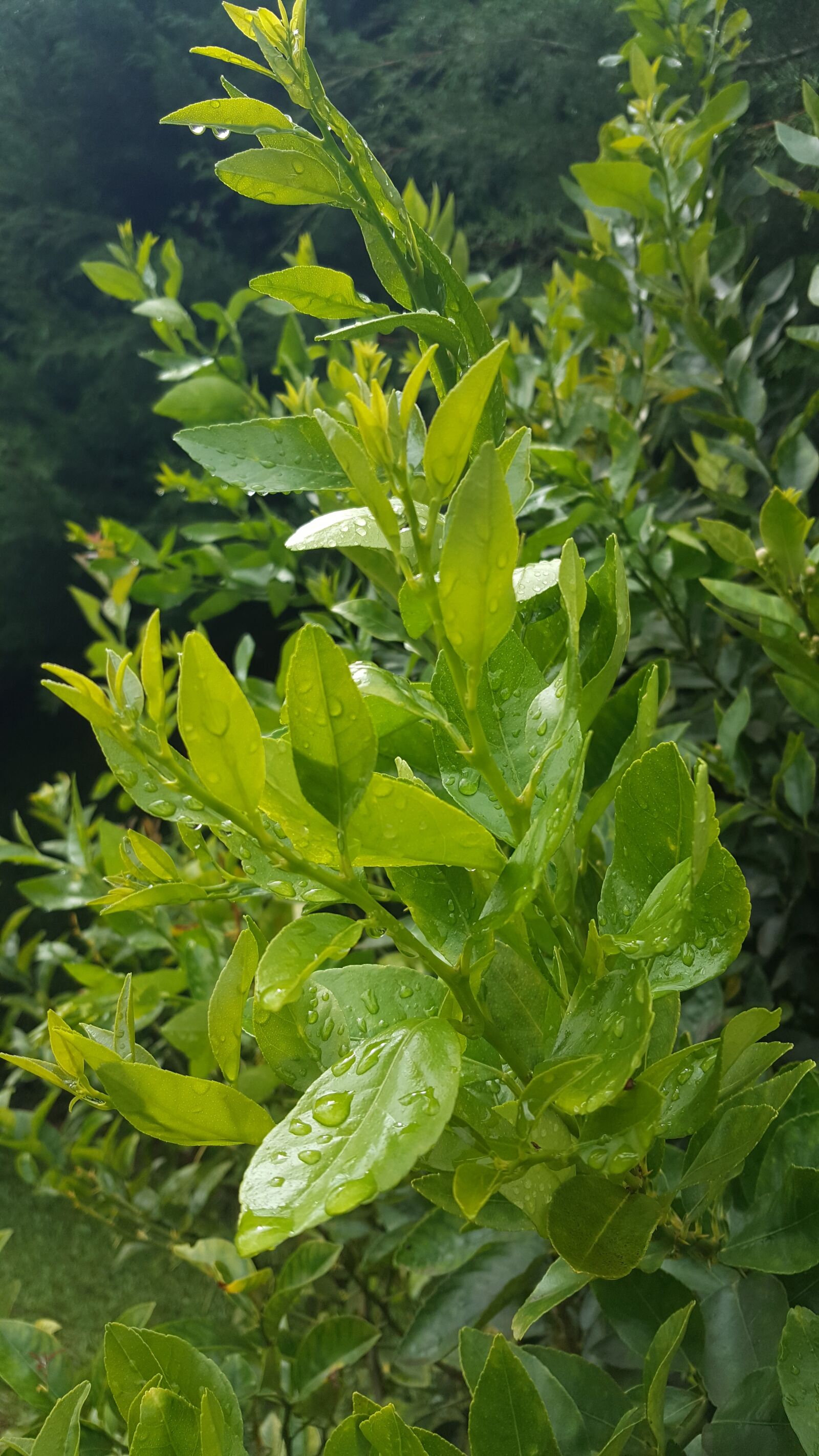 Samsung Galaxy Note5 sample photo. Plant, nature, garden photography