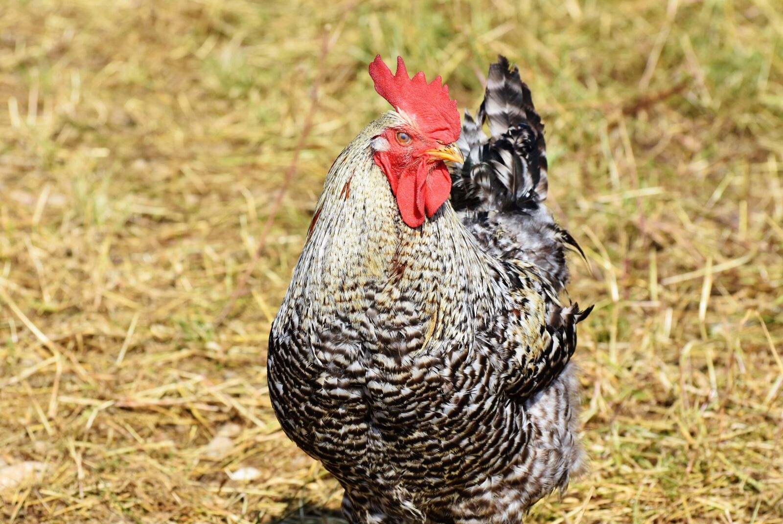 Nikon D7200 sample photo. Hahn, rooster head, crow photography