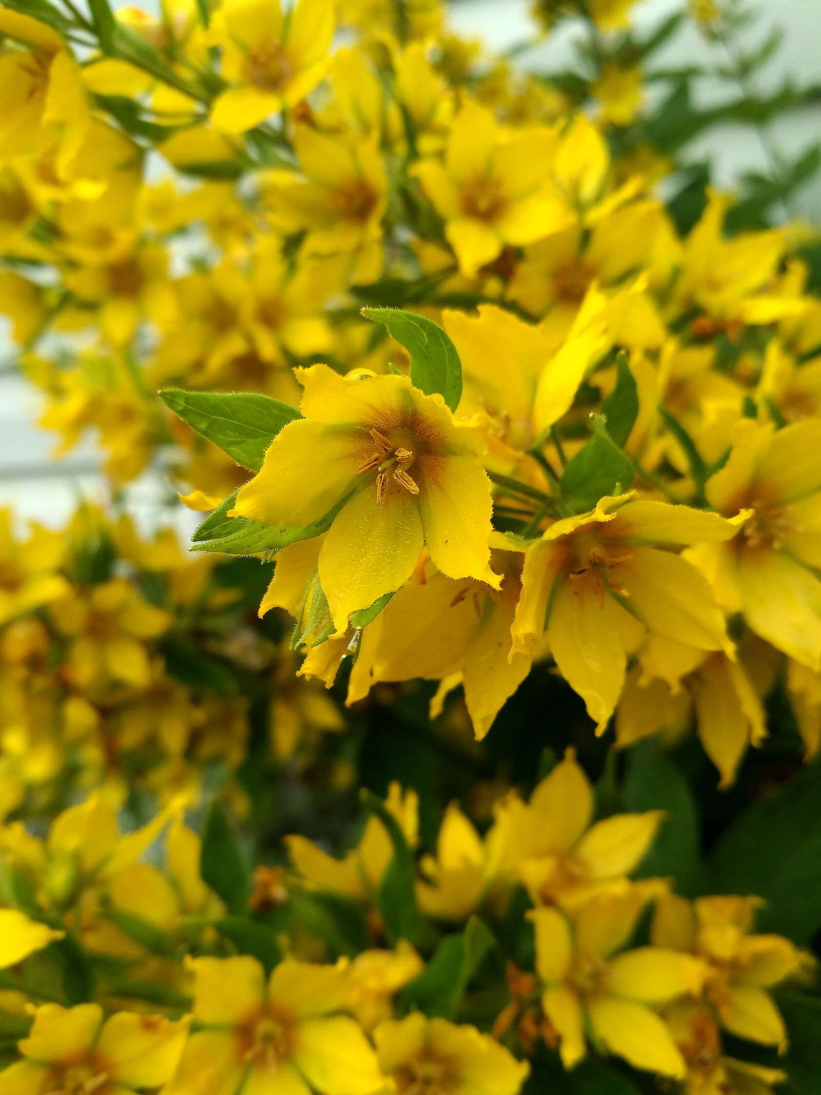 HUAWEI P9 sample photo. Flowers, yellow flowers, macro photography