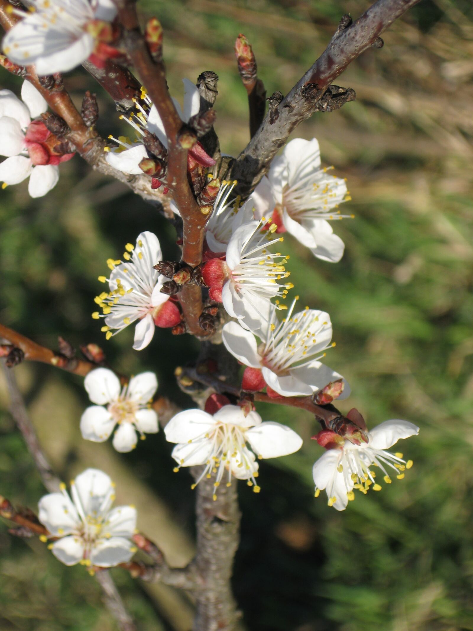 Canon POWERSHOT A550 sample photo. Blossom, march, spring, tree photography