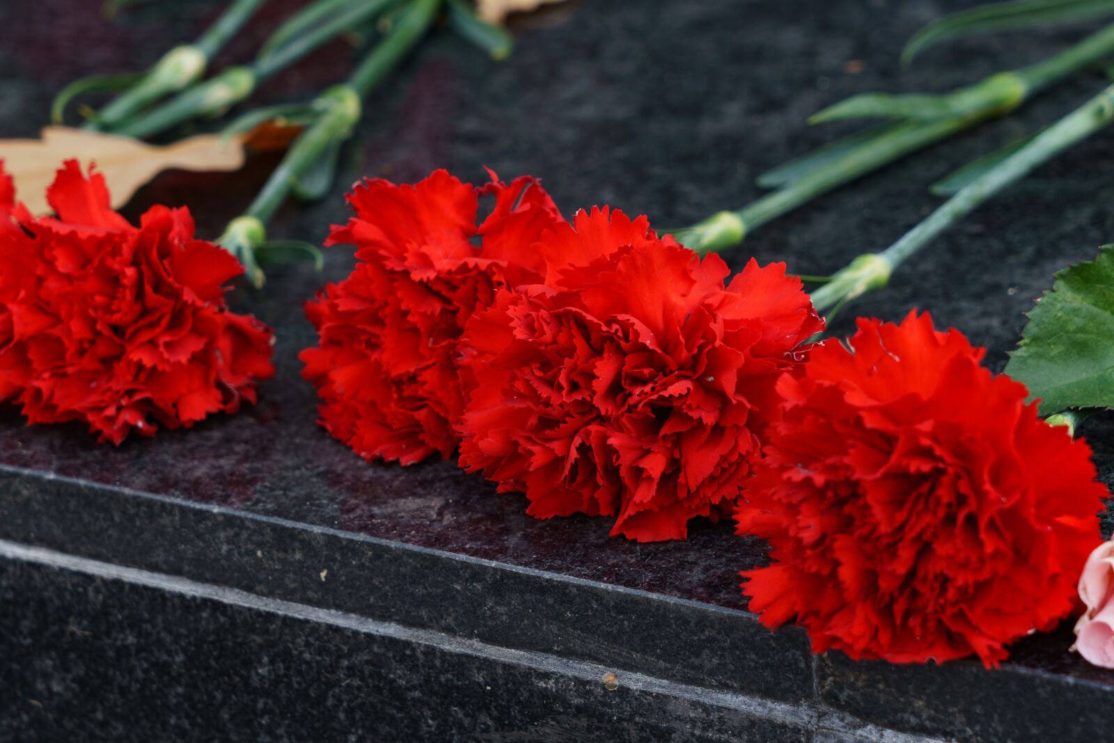 Sony a6300 + Sony Vario Tessar T* FE 24-70mm F4 ZA OSS sample photo. Red carnation, flowers, petals photography