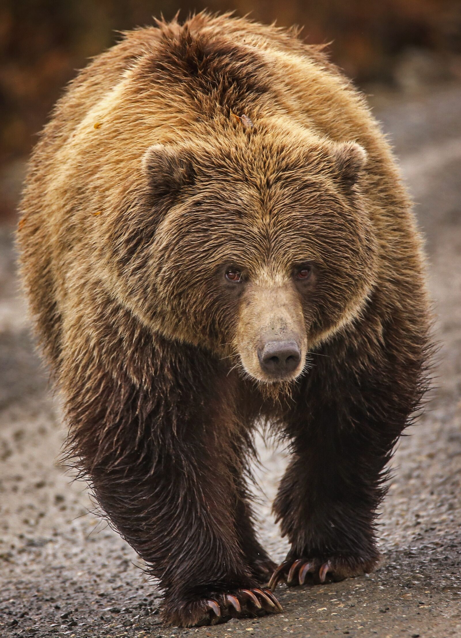 150-600mm F5-6.3 DG OS HSM | Contemporary 015 sample photo. Bear, grizzly, nature photography