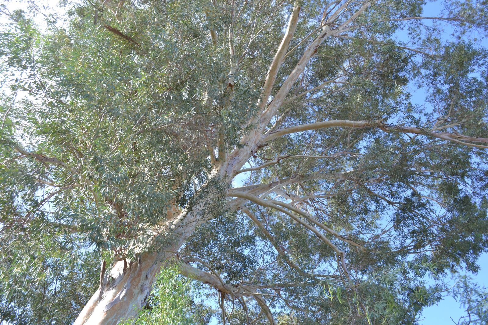 Nikon D3100 sample photo. Tree, eucalyptus, leaf photography