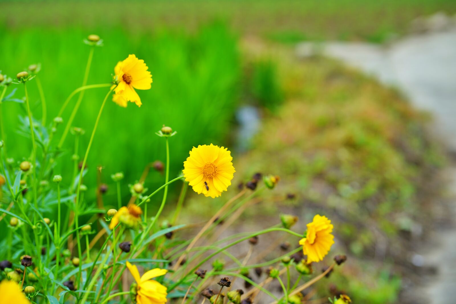 Sony a9 sample photo. Geumgyeguk, yellow flower, nature photography