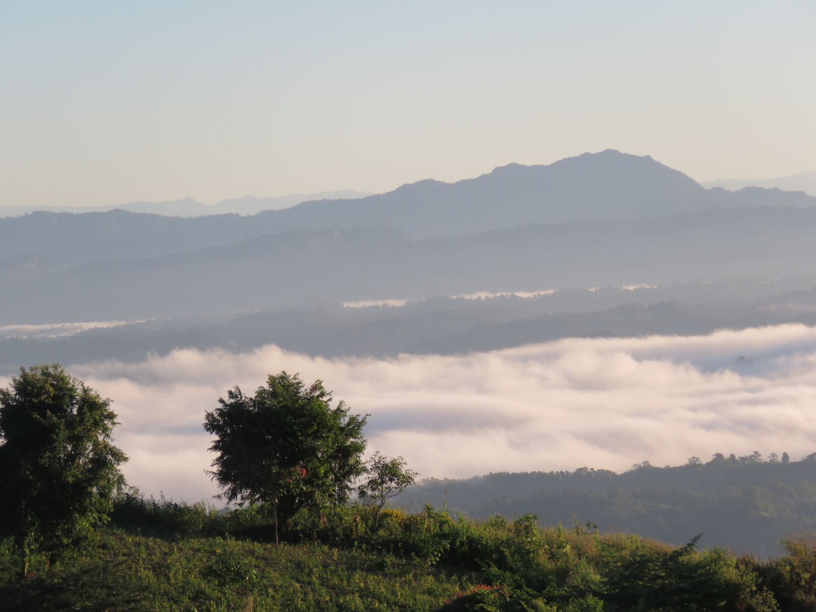 Canon PowerShot SX60 HS sample photo. Nilgiri, cloud, tree photography