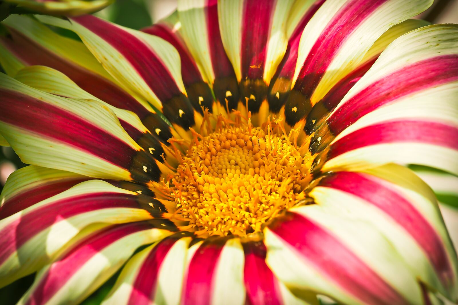 Olympus OM-D E-M10 sample photo. Chrysanthemum, flower, macro photography