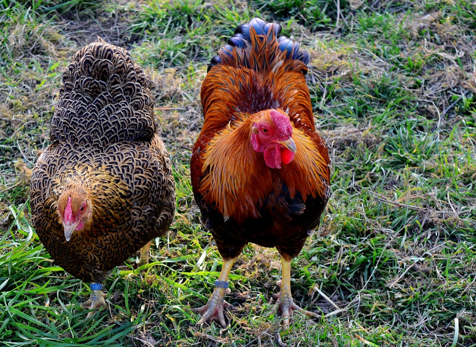 Nikon D5200 sample photo. Hahn, hen, poultry photography