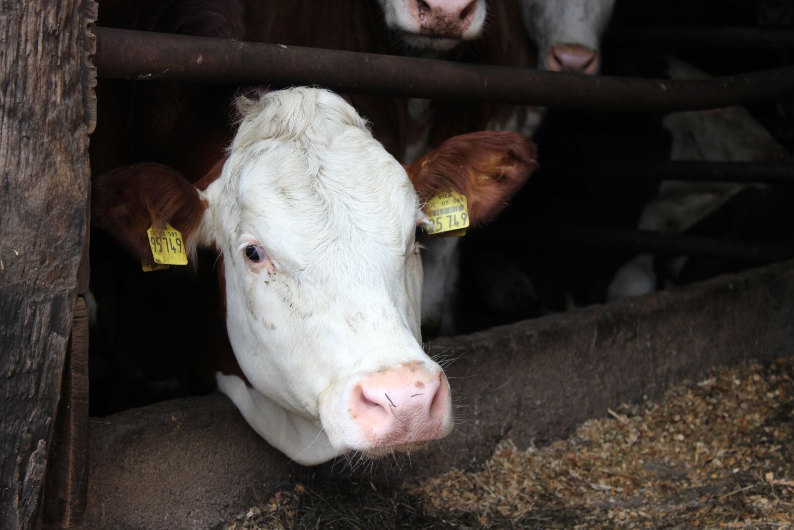 Canon EOS 600D (Rebel EOS T3i / EOS Kiss X5) sample photo. Bull, cattle, stall photography
