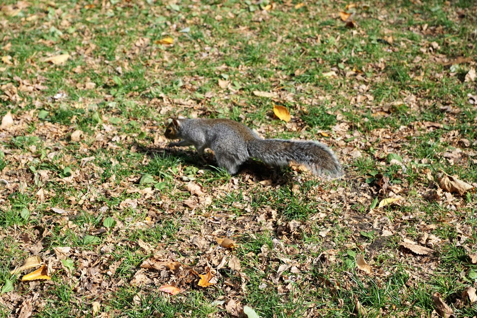 Sony ILCA-77M2 + Sony DT 16-50mm F2.8 SSM sample photo. Squirrel, animal, park photography