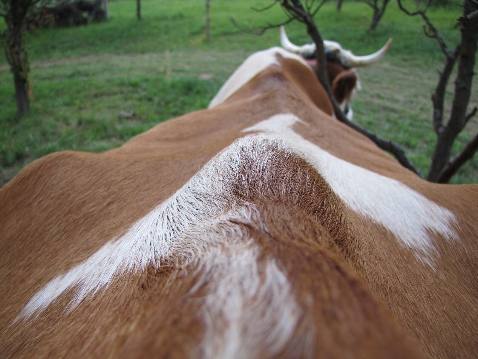 Canon PowerShot SX20 IS sample photo. Cow, four-legged, animal photography