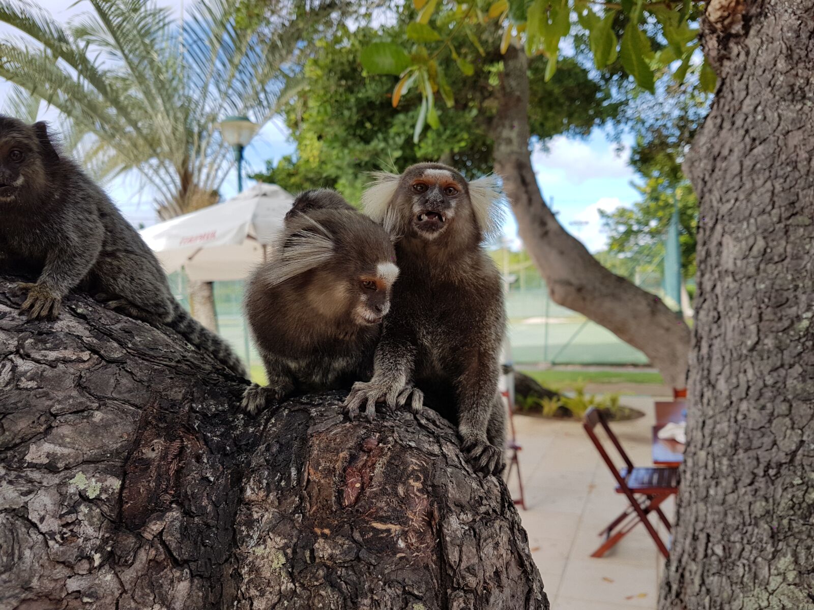Samsung Galaxy S7 Edge sample photo. Animal, animals, monkey photography