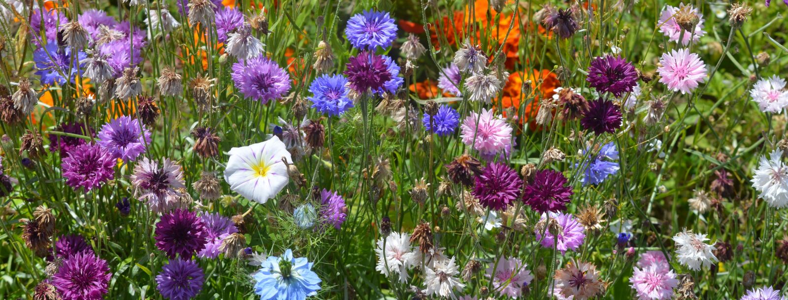 Nikon D5200 sample photo. Flowers, colors, field flowers photography