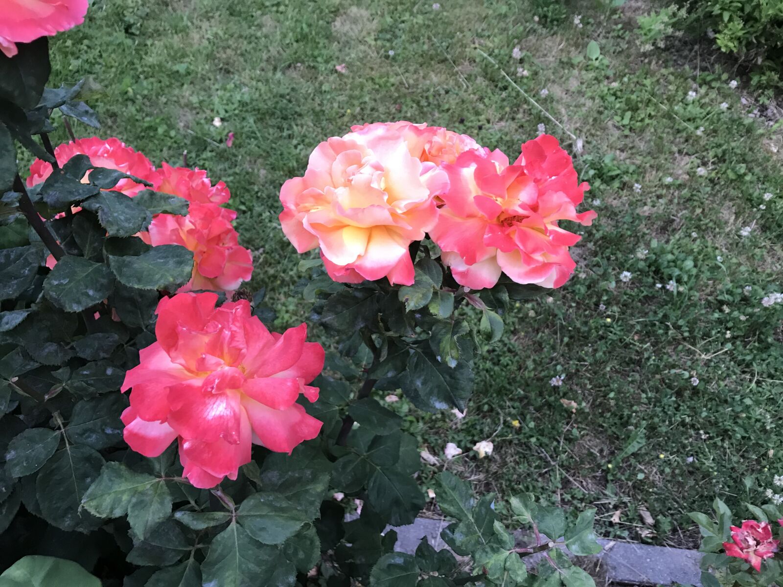 Apple iPhone 7 sample photo. Open, pink, rose bloom photography