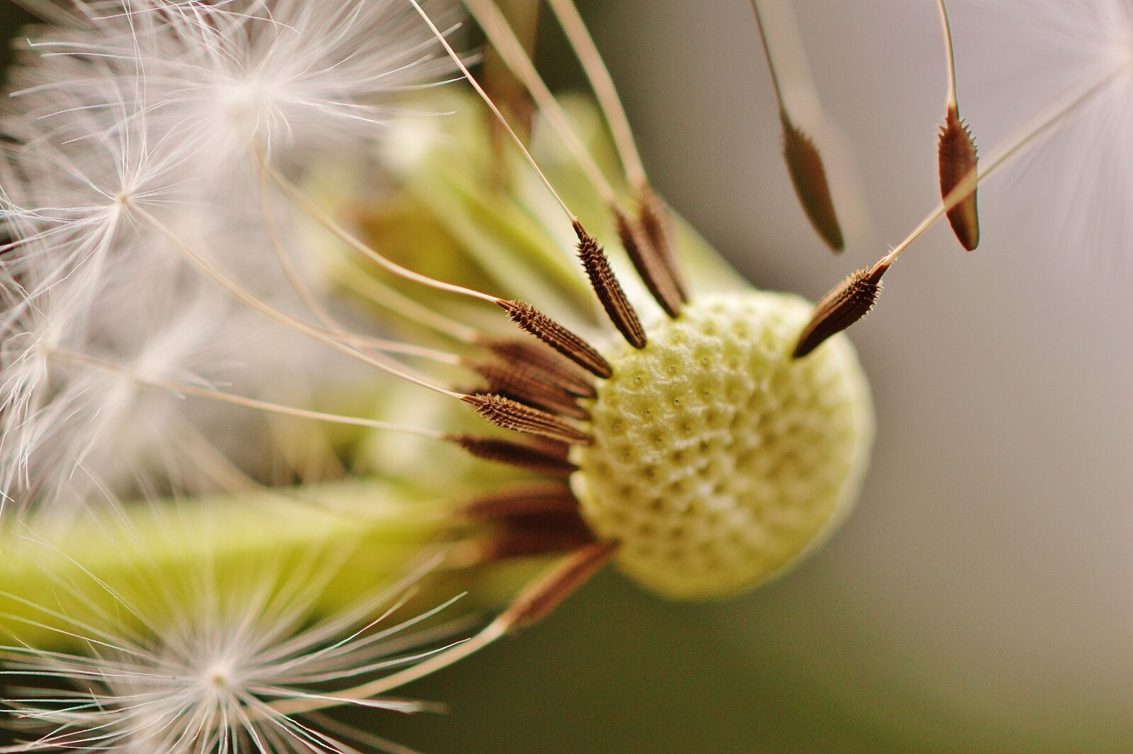 Nikon D3200 sample photo. Dandelion, plant, nature photography