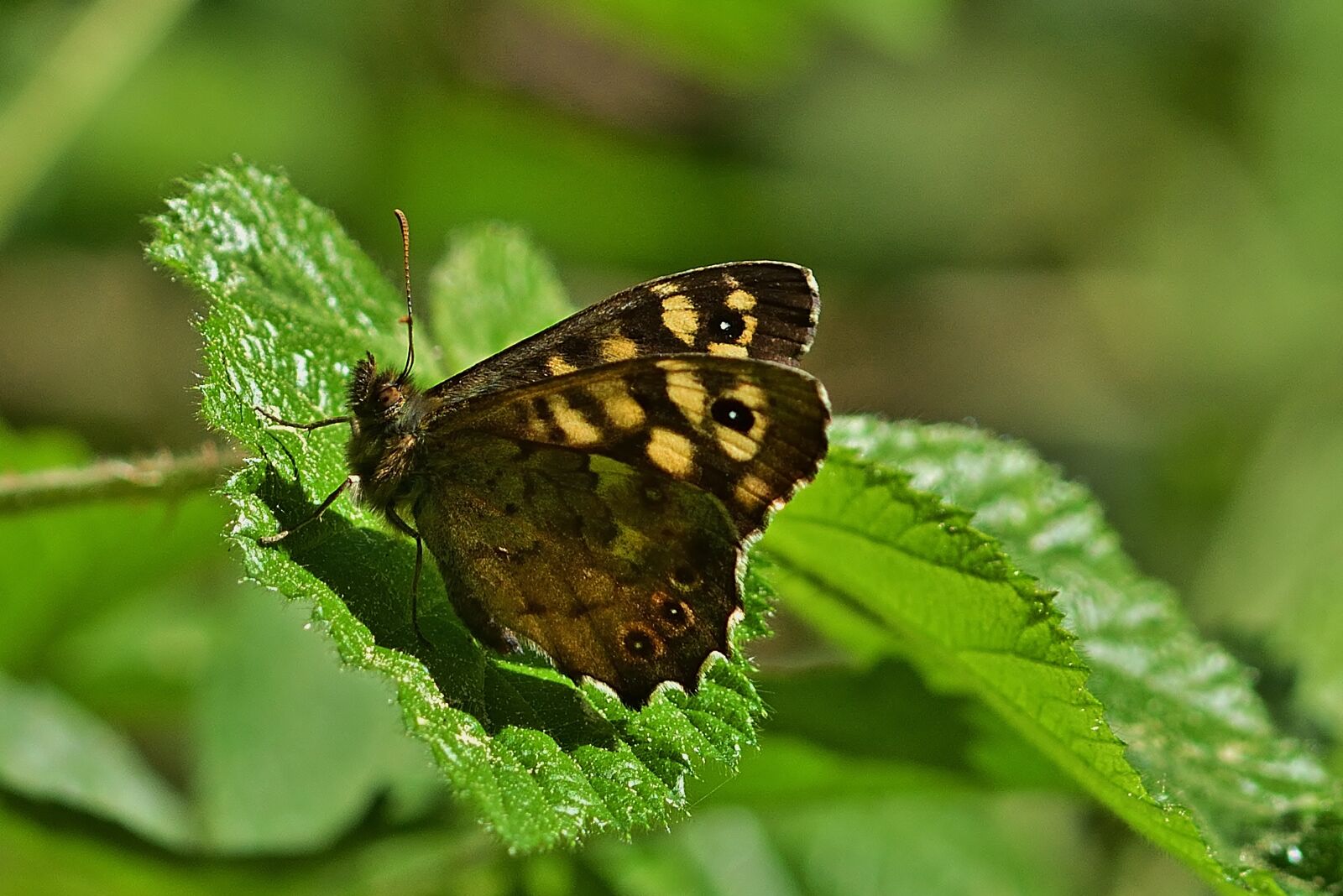 Nikon D5200 sample photo. Forest, butterfly, forest board photography