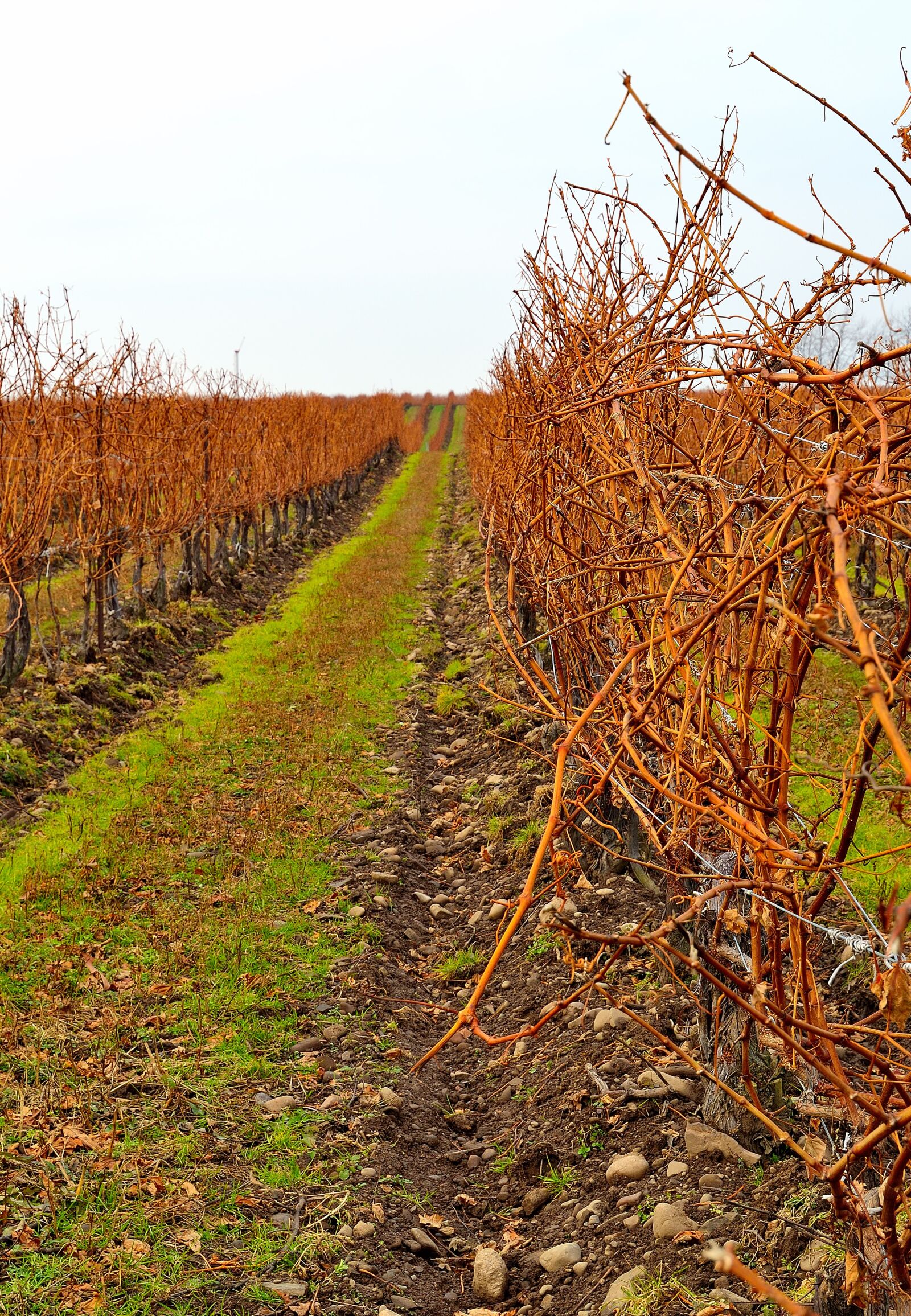 Nikon D3200 sample photo. Vineyard, field, row photography