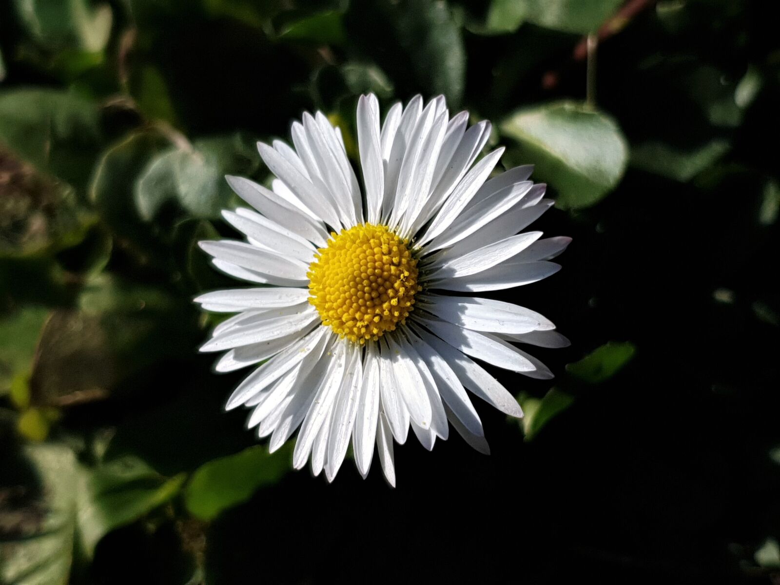 Samsung Galaxy S9 sample photo. Daisy, spring, flowers photography