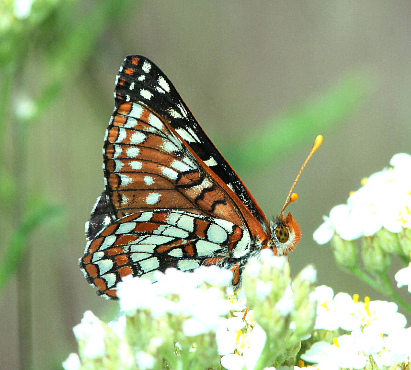 Canon EF 300mm F4L IS USM sample photo