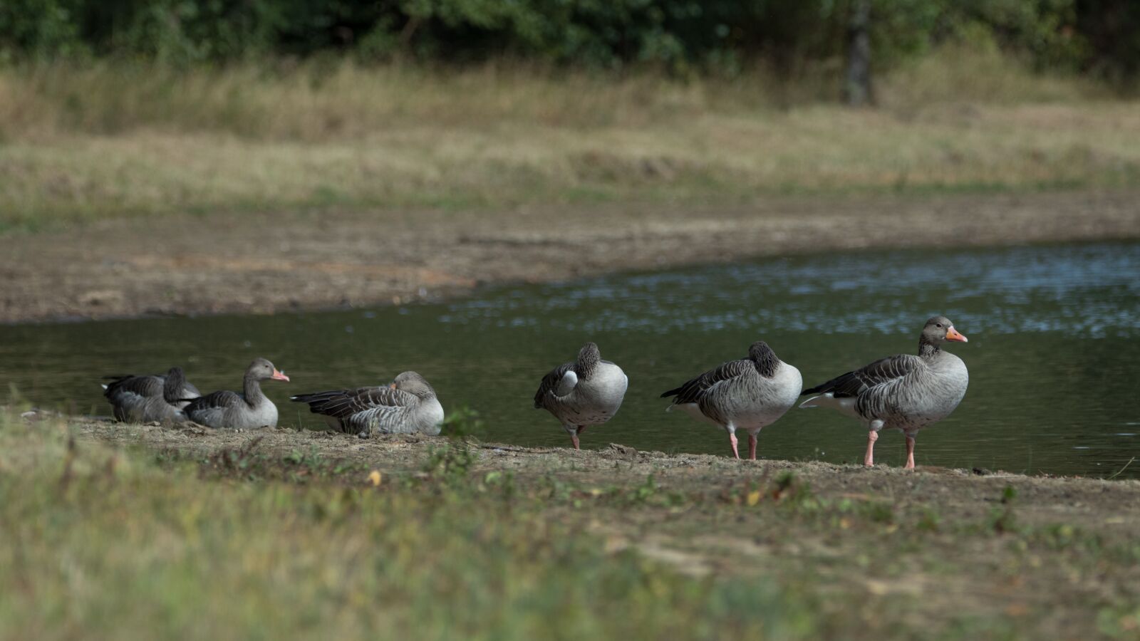 150-600mm F5-6.3 DG OS HSM | Contemporary 015 sample photo. Lake, geese, nature photography