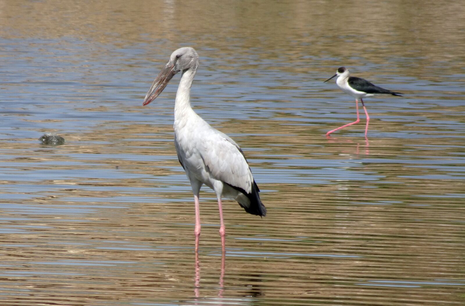 Sony Cyber-shot DSC-HX90V sample photo. Bird, stork, asian openbill photography