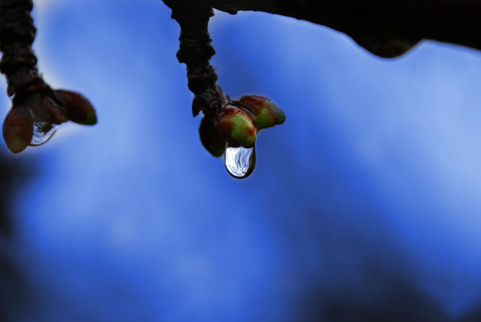 Nikon D80 sample photo. Water, drop of water photography