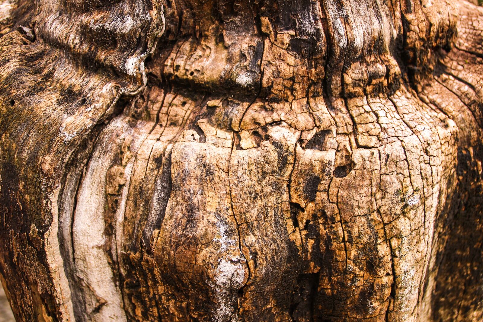 Canon EOS 600D (Rebel EOS T3i / EOS Kiss X5) sample photo. Trunk, wood, tree photography