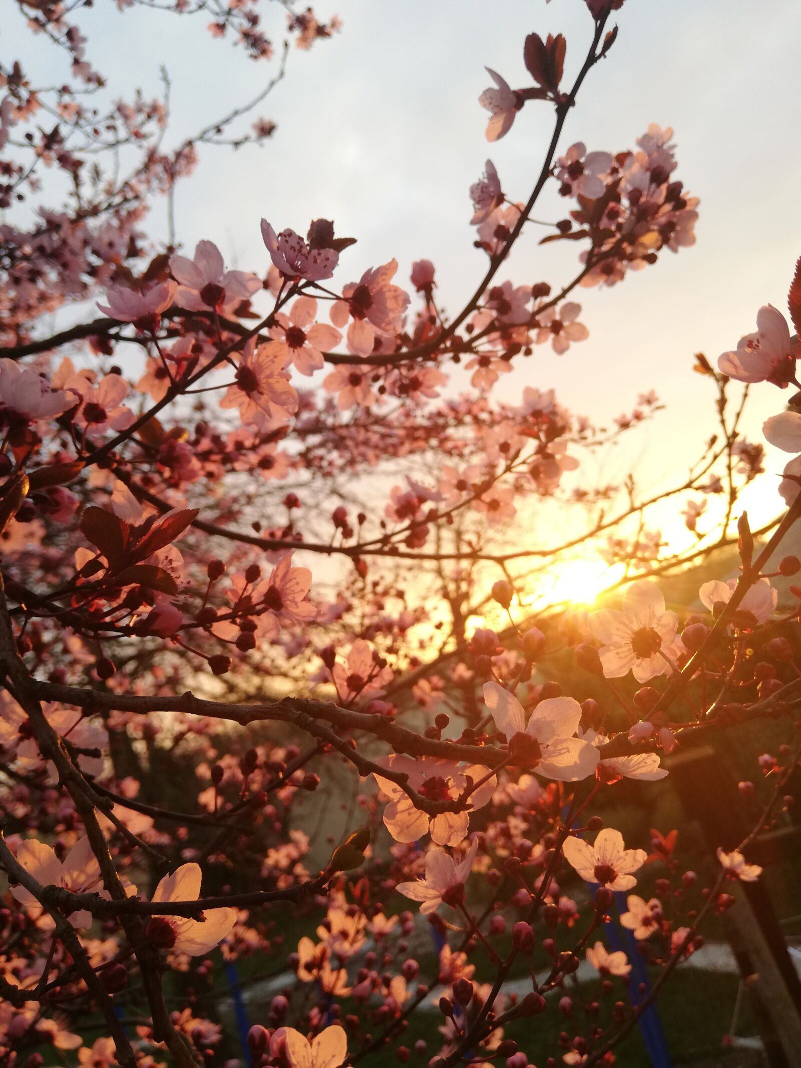 HUAWEI P20 lite sample photo. Nature, blossom, bloom photography
