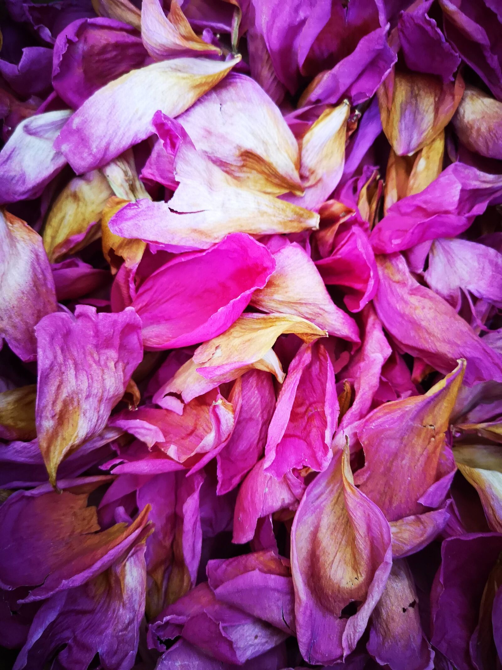 HUAWEI CLT-L29 sample photo. Flowers, peony, pink photography