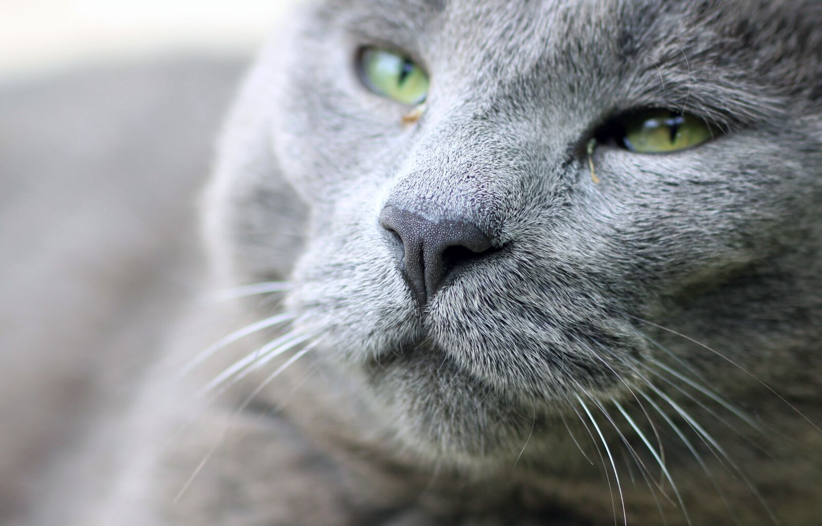 Canon EOS 500D (EOS Rebel T1i / EOS Kiss X3) sample photo. Cat, nose, mouth photography