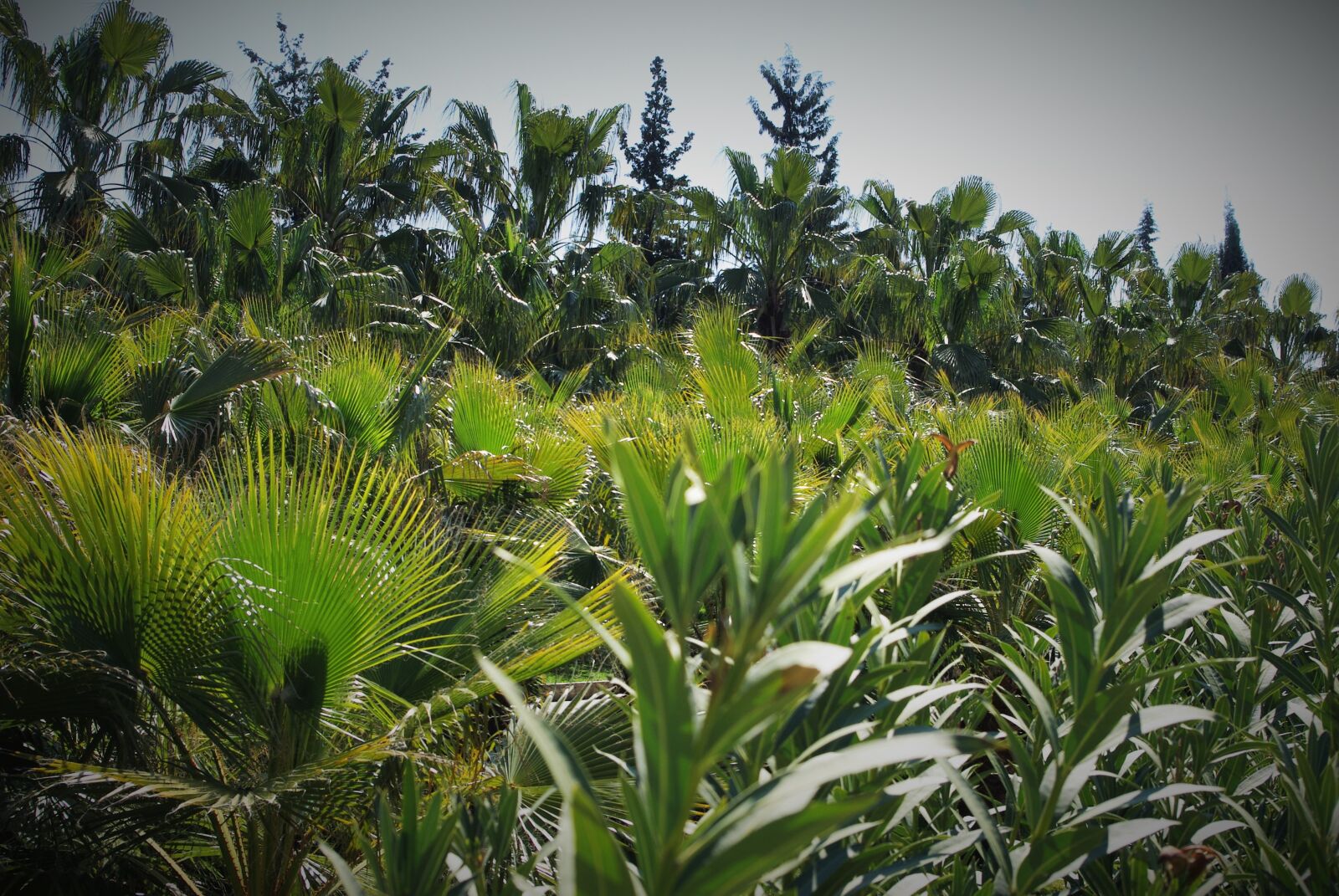 Pentax K-m (K2000) sample photo. Palm trees, park, plant photography