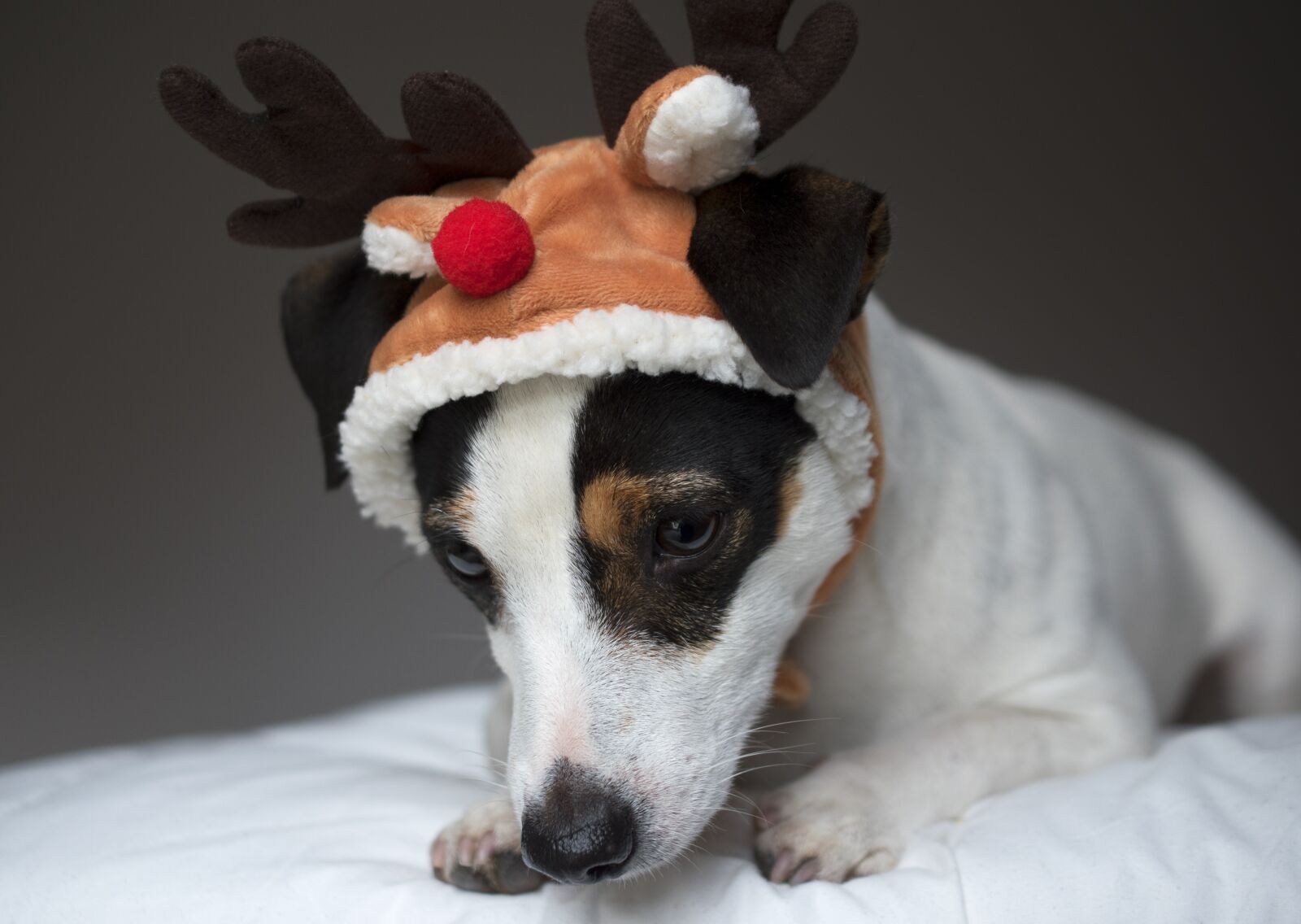 Nikon D5600 sample photo. Jack russel, dog, christmas photography