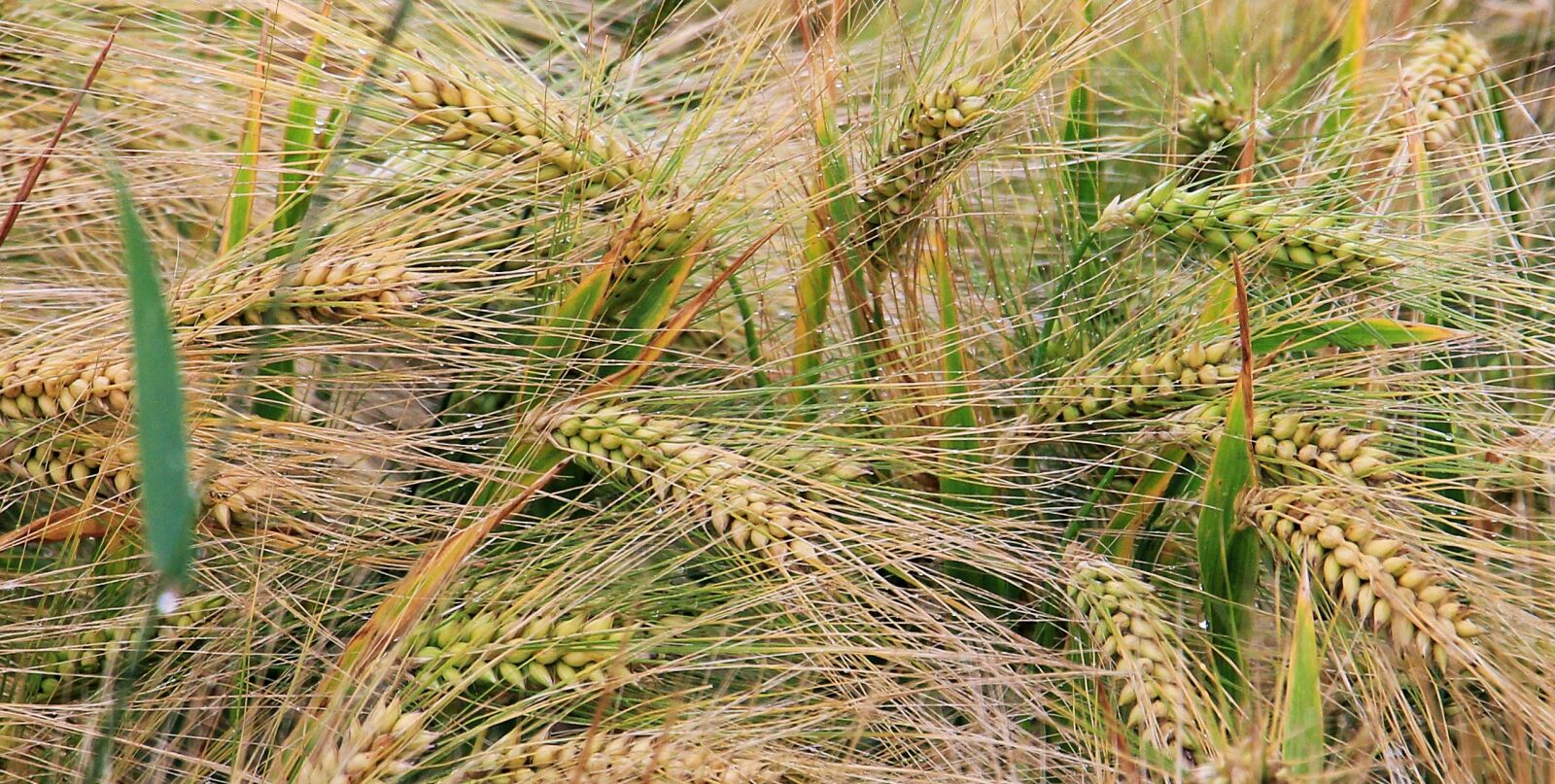 Canon EOS 550D (EOS Rebel T2i / EOS Kiss X4) sample photo. Wheat, wheat field, cereals photography