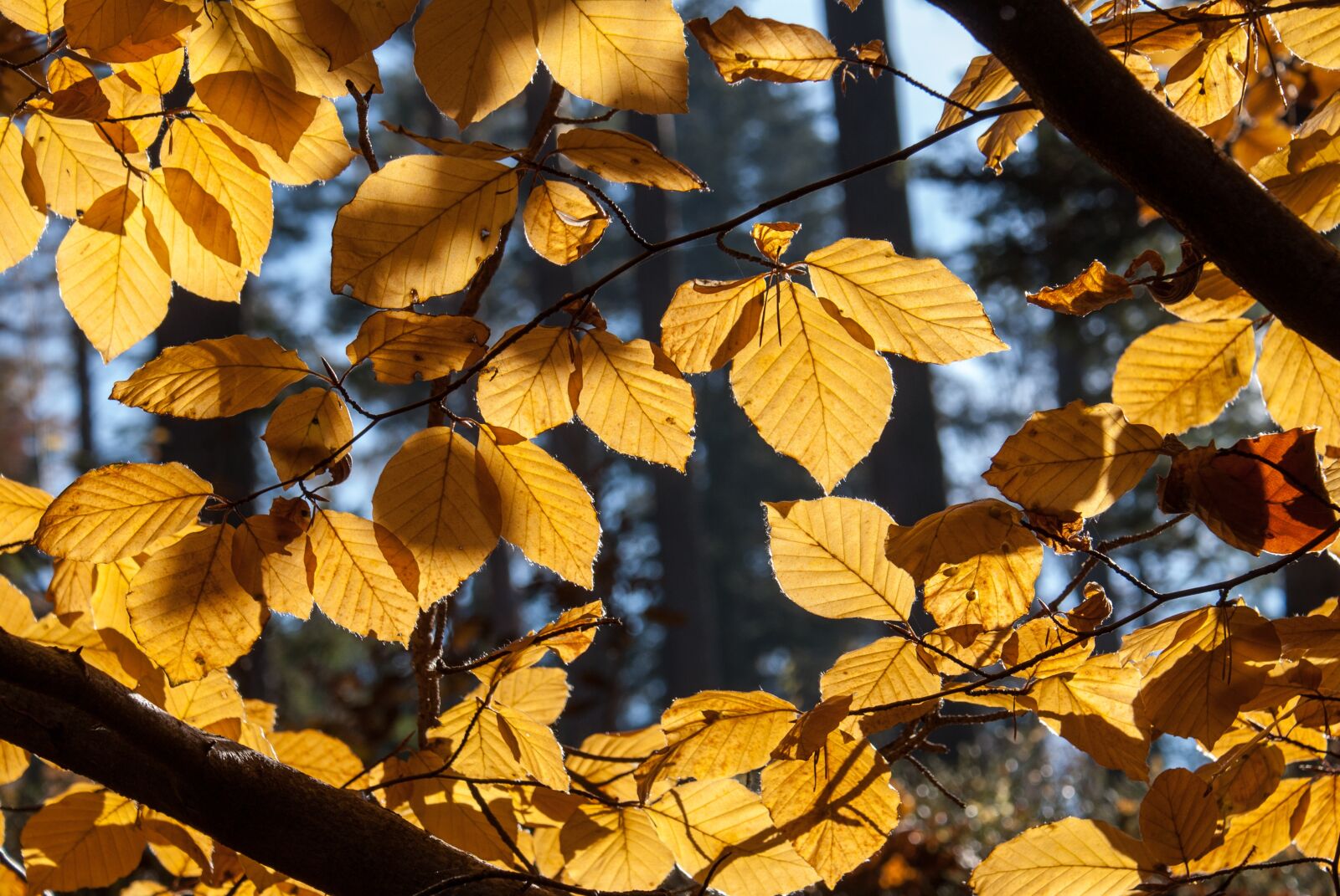 Sony Alpha DSLR-A100 sample photo. Beech, tree, autumn photography