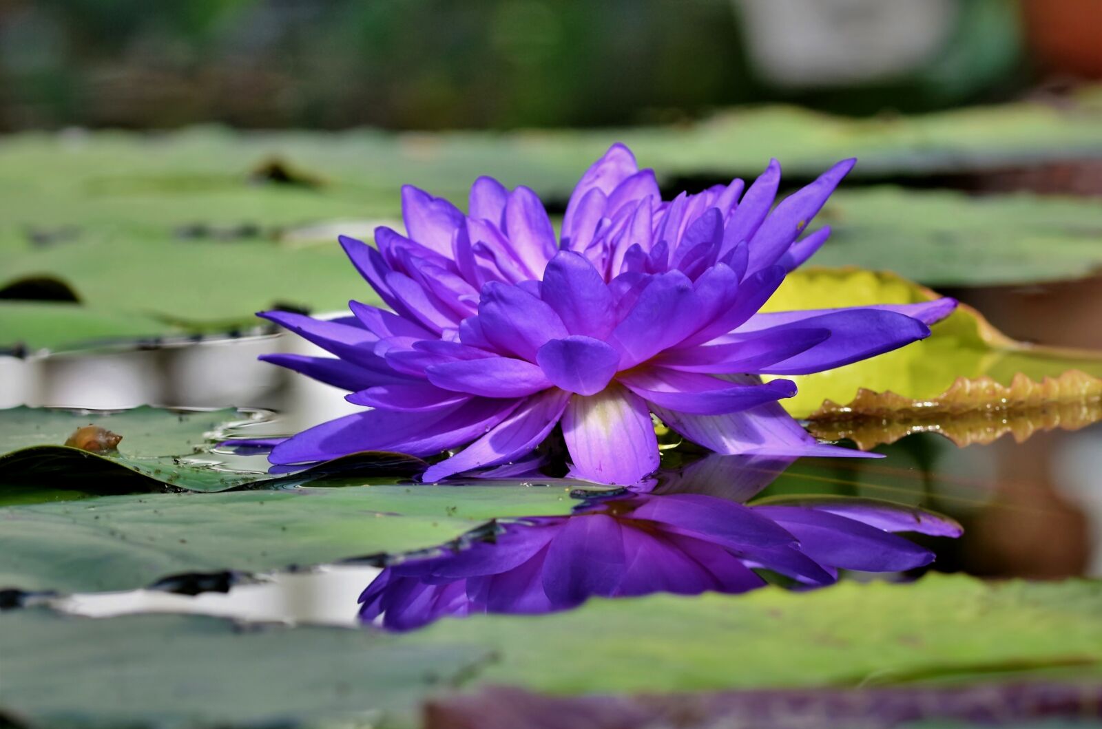 Nikon D7200 sample photo. Water lily, pond, lake photography