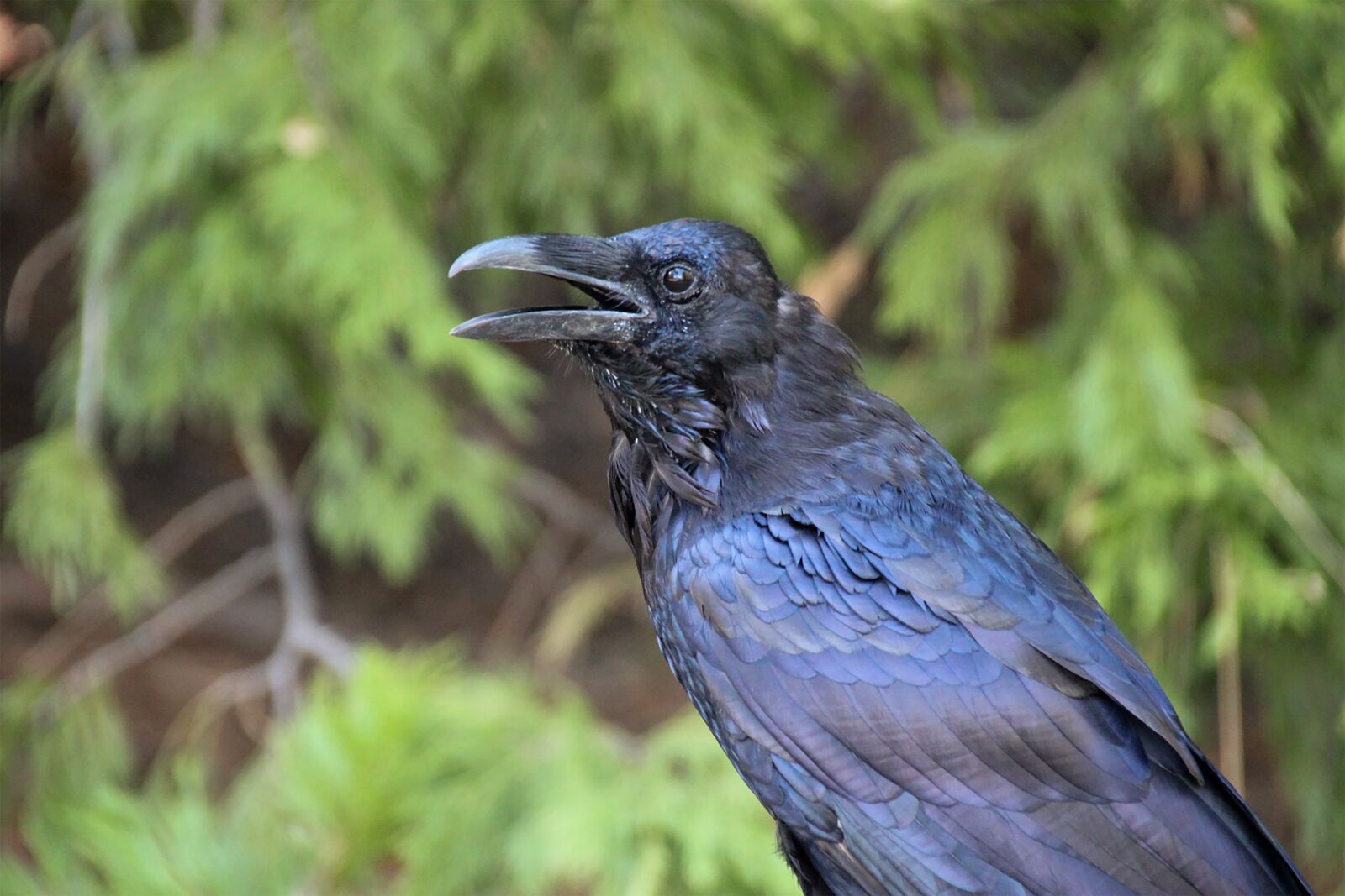 Canon EOS 600D (Rebel EOS T3i / EOS Kiss X5) sample photo. Crow, predator, bird photography