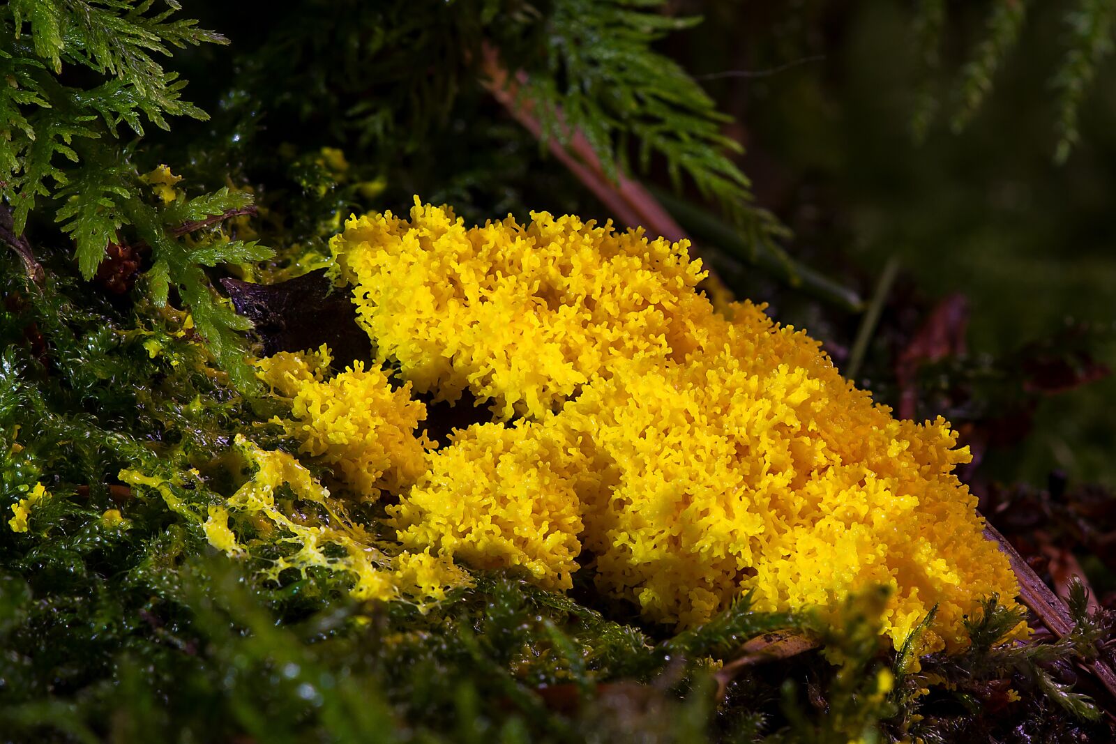 Canon EOS 7D sample photo. Slime mold, single celled photography
