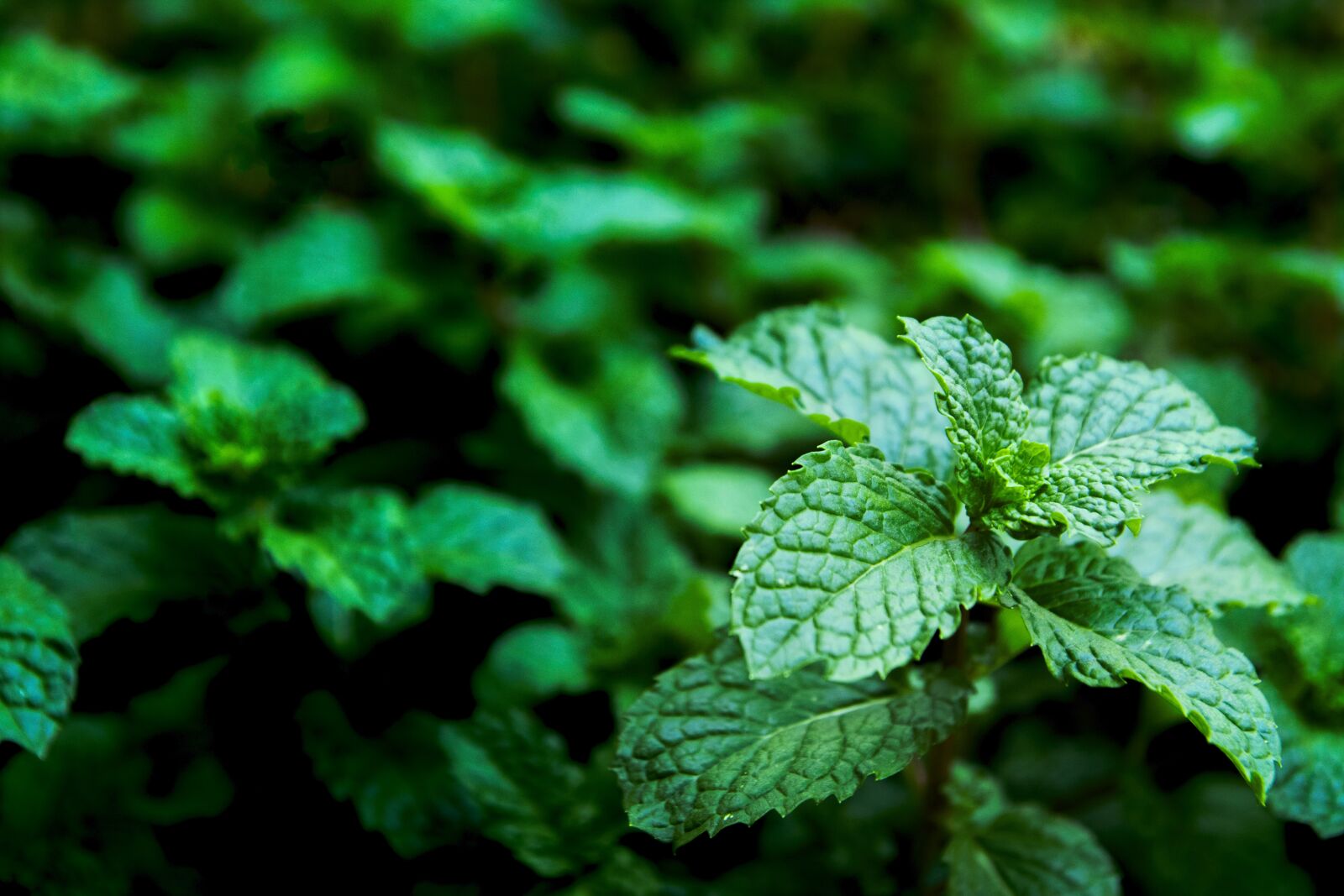 Tamron SP AF 17-50mm F2.8 XR Di II LD Aspherical (IF) sample photo. Mint, white, flower photography
