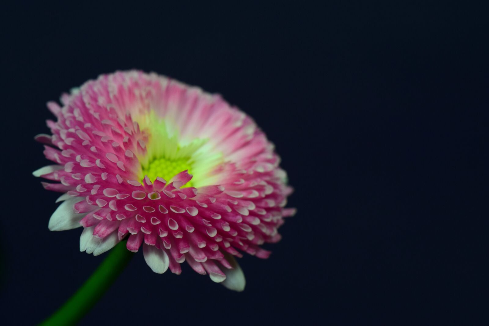 Nikon D3300 sample photo. Daisy, pink, close up photography