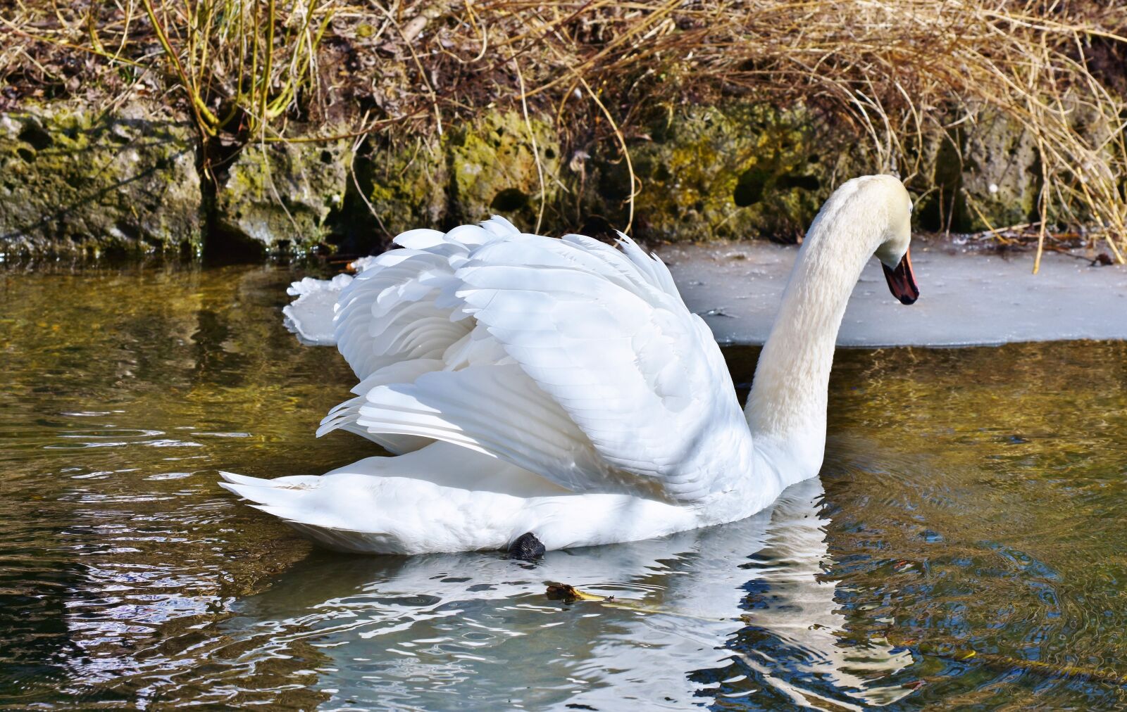 Nikon D7200 sample photo. Swan, water bird, schwimmvogel photography