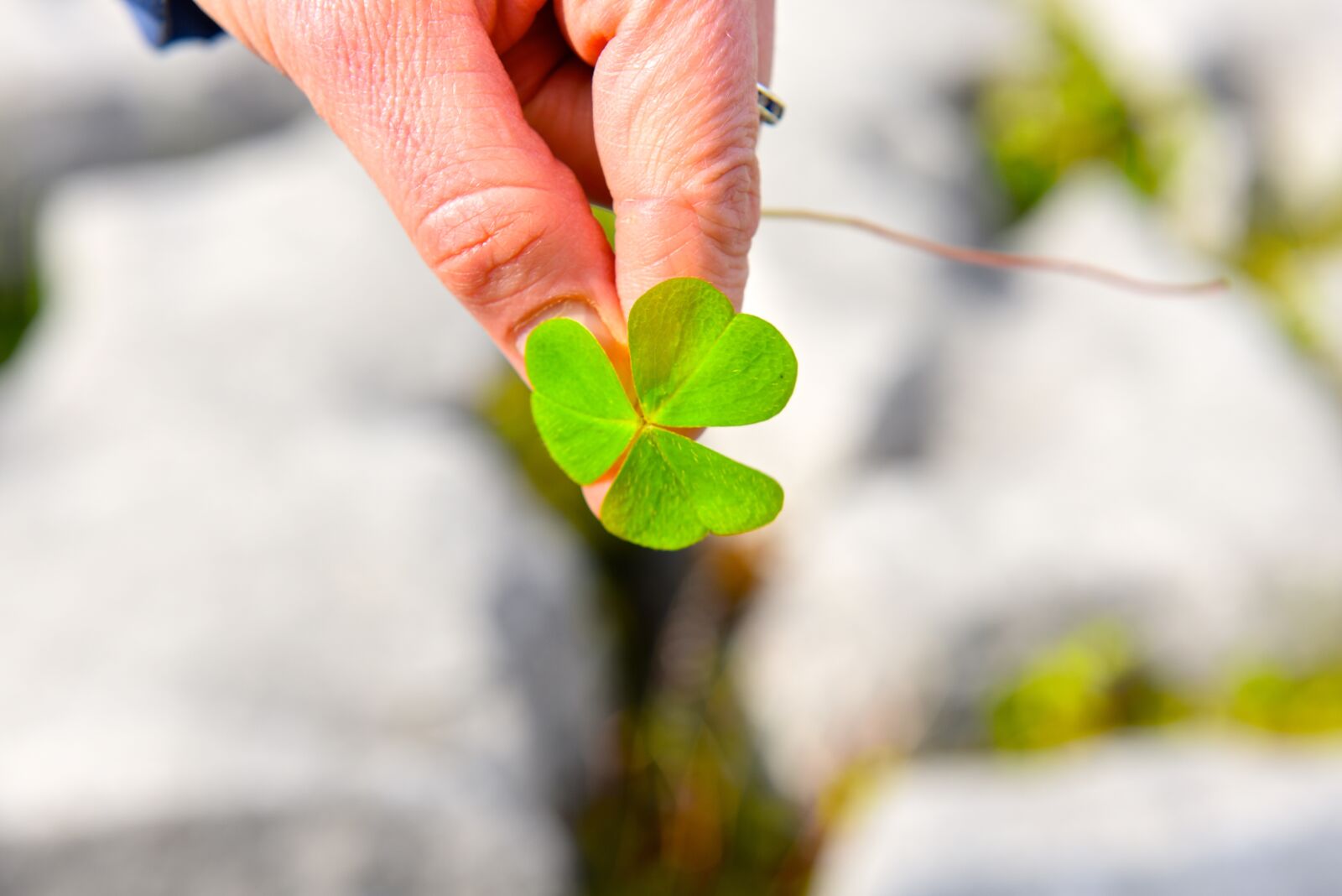 Nikon D750 sample photo. Shamrock, ireland, europe photography