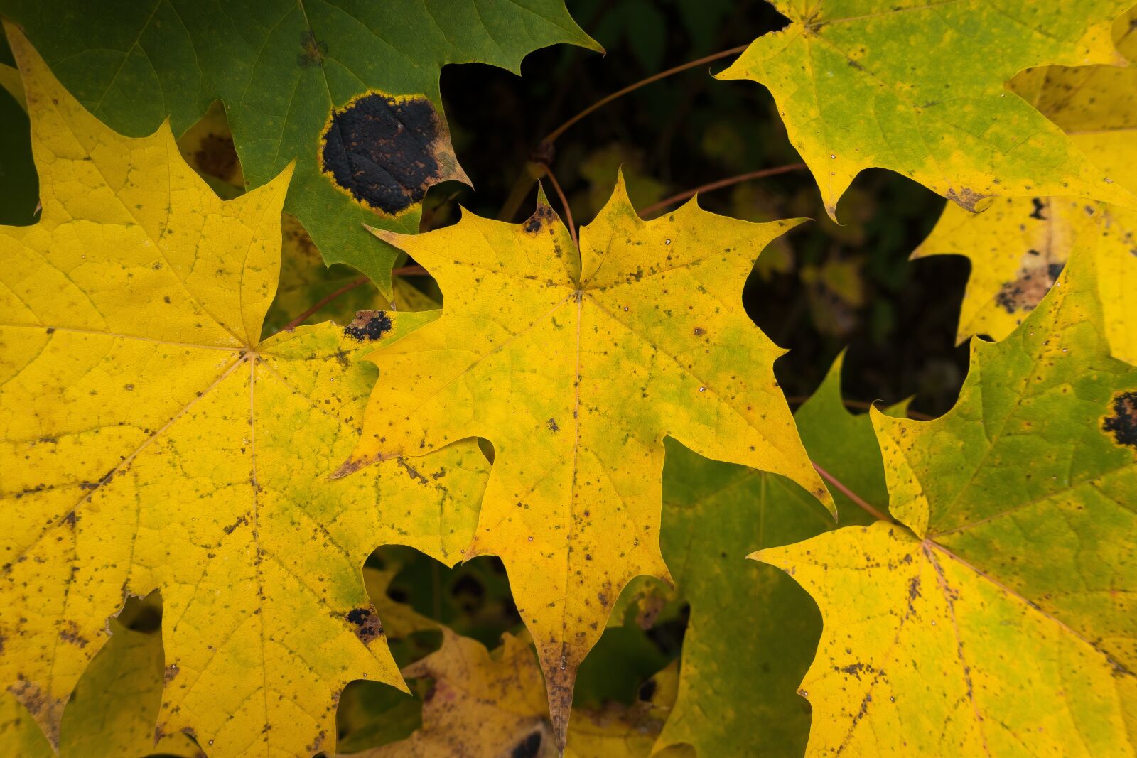 Sony Cyber-shot DSC-RX100 III sample photo. Maple, autumn, leaf photography