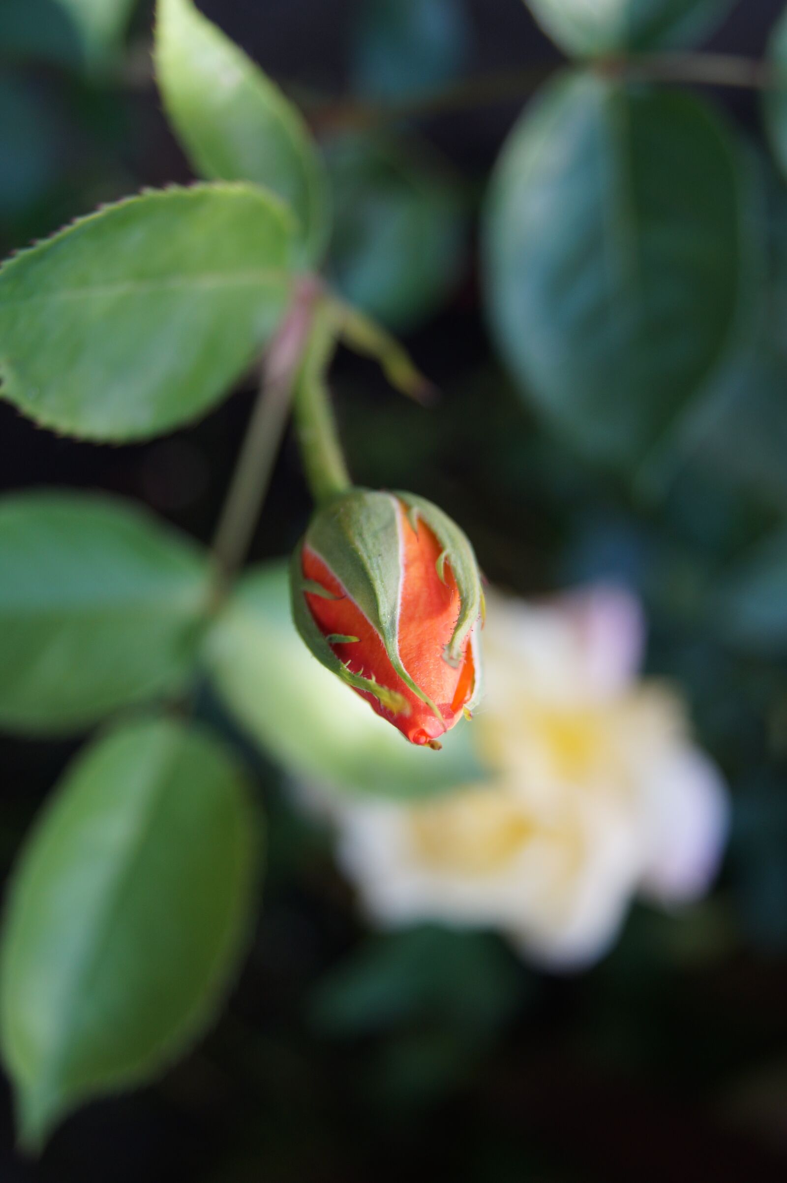 Sony DT 18-55mm F3.5-5.6 SAM II sample photo. Flower, nature, blossom photography