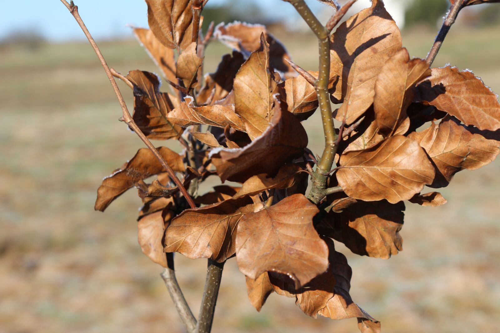 Canon EOS 650D (EOS Rebel T4i / EOS Kiss X6i) sample photo. Leaf, leaves, winter photography