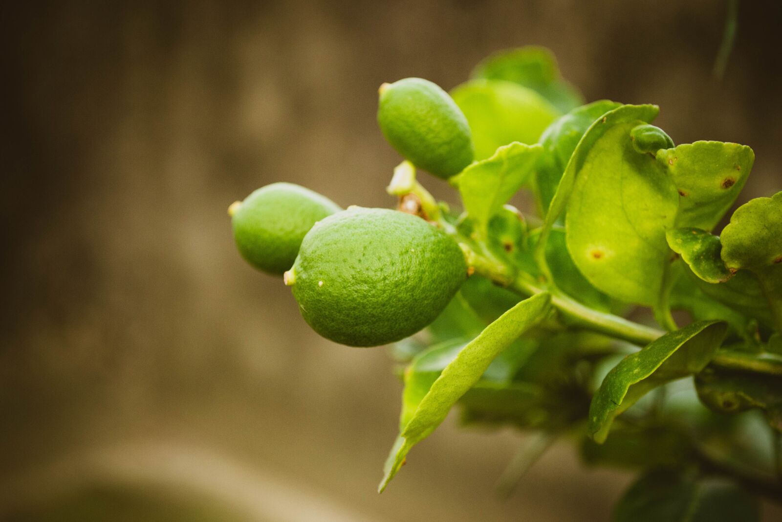 Nikon D3100 sample photo. Lemon, plant, juice photography