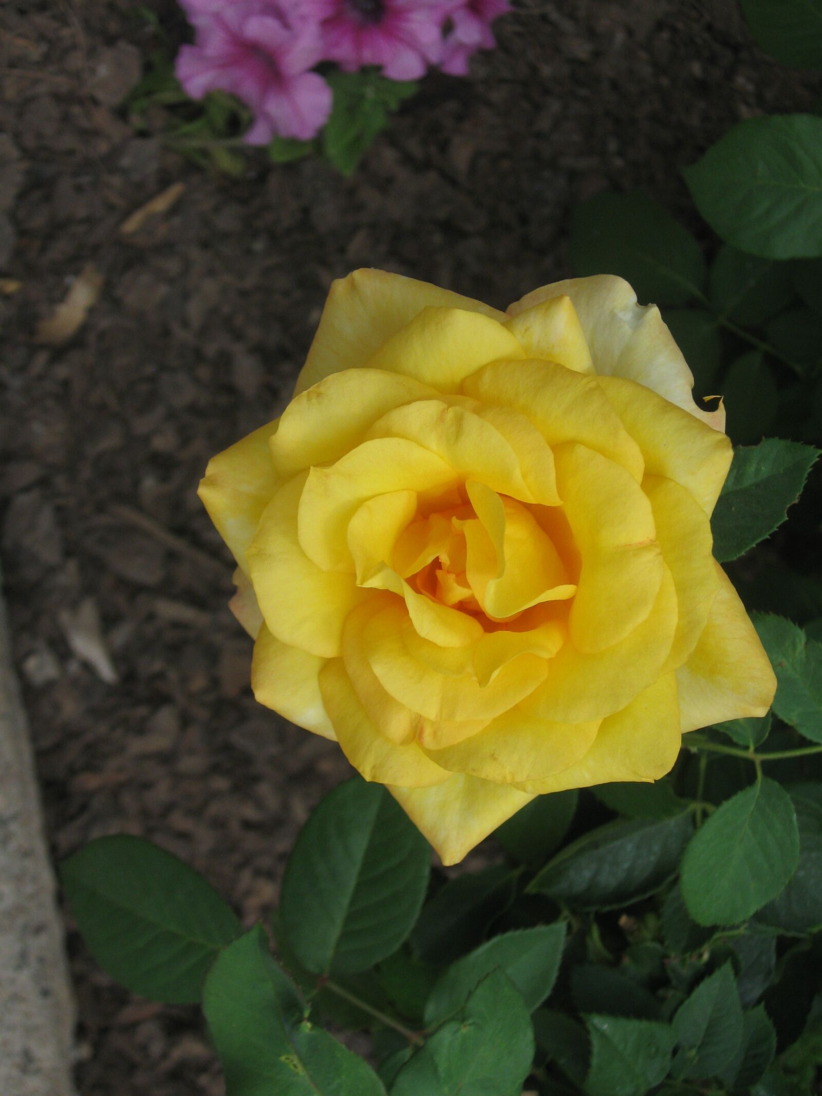 Canon PowerShot A590 IS sample photo. Rose, yellow, bloom photography