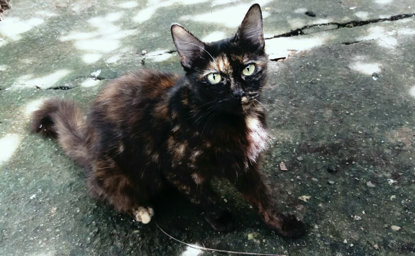 Samsung Galaxy J8 sample photo. Black cat, camouflaged, concrete photography