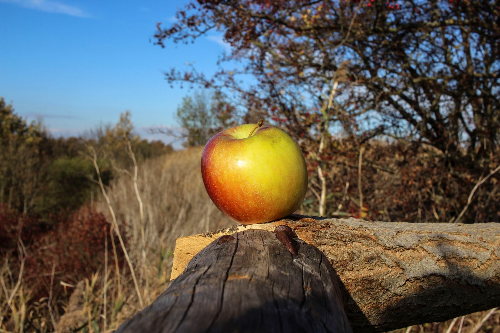 Canon EF-S 24mm F2.8 STM sample photo. Apple, close up, fruit photography