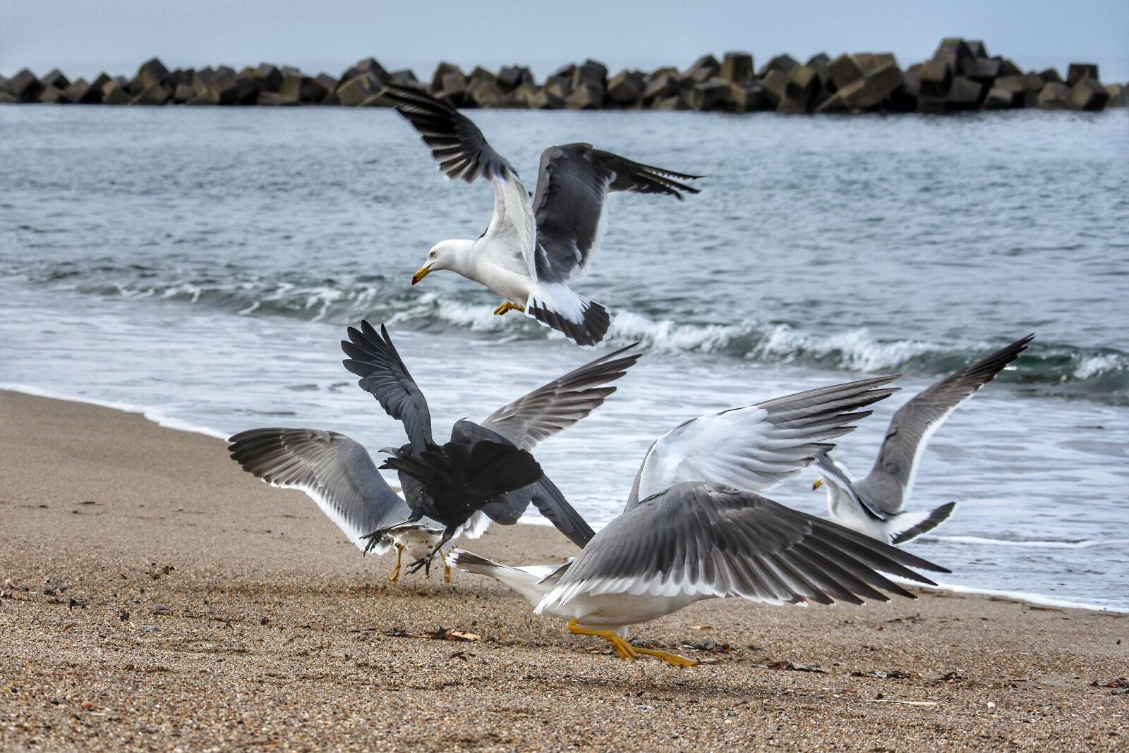 Nikon 1 Nikkor VR 30-110mm F3.8-5.6 sample photo. Animal, sea, beach photography