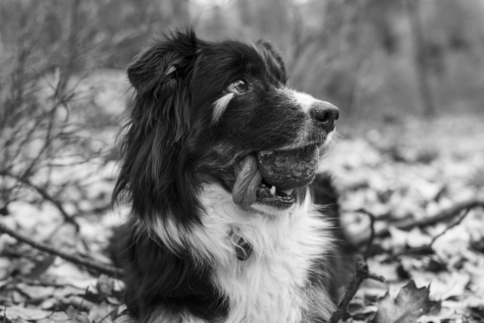 Nikon D3300 sample photo. Dog, ball, forest photography