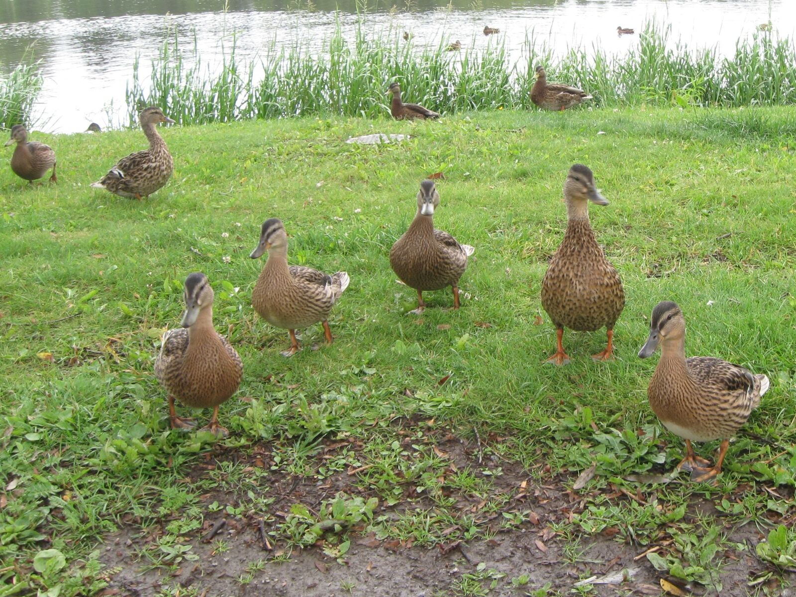 Canon PowerShot A590 IS sample photo. Duck, bird, nature photography
